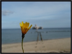Morze, Kwiatek, Żółty, Plaża